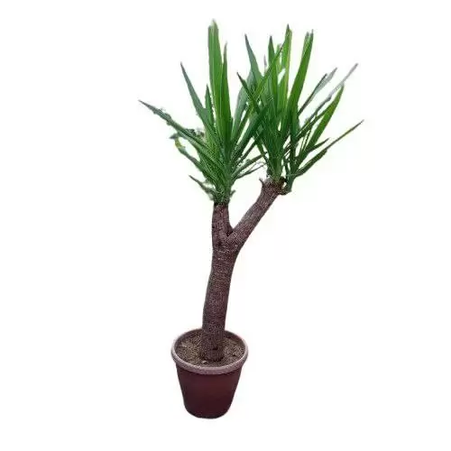 یوکا تنه دار