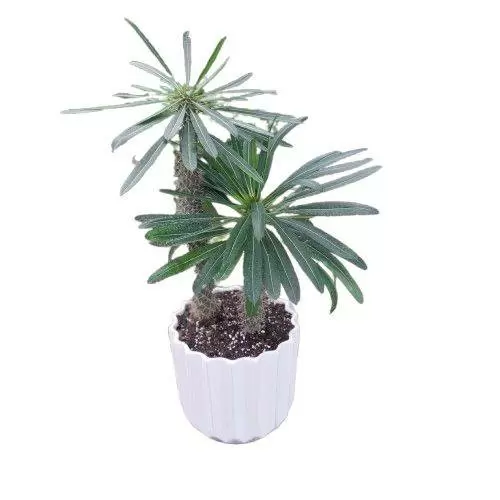 نخل ماداگاسکار